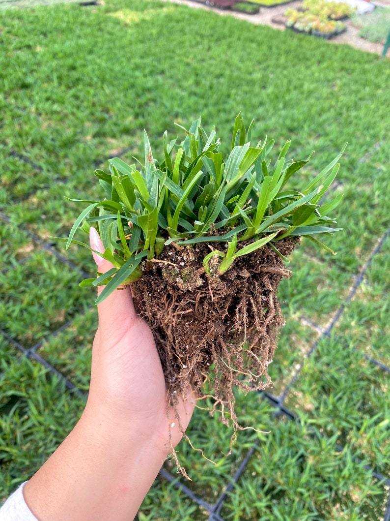 St Augustine Grass BAREROOT Drought and Shade Tolerant image 3