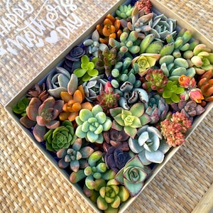 30 Mini Succulent Cuttings: Unrooted Assorted Varieties in Gift Box