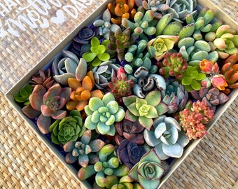May include: A box filled with a variety of succulent plants in different shades of green, red, and orange. The box is made of brown cardboard and has a white label with the text "Happy Mother's Day" on it.