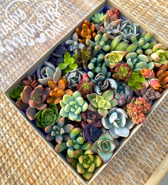 where do you buy air plants 25 Pack Premium Air Plants Mix *Cannot Be Shipped Internationally*