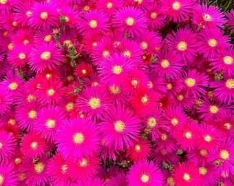 Rose Pink Trailing Iceplant Plugs