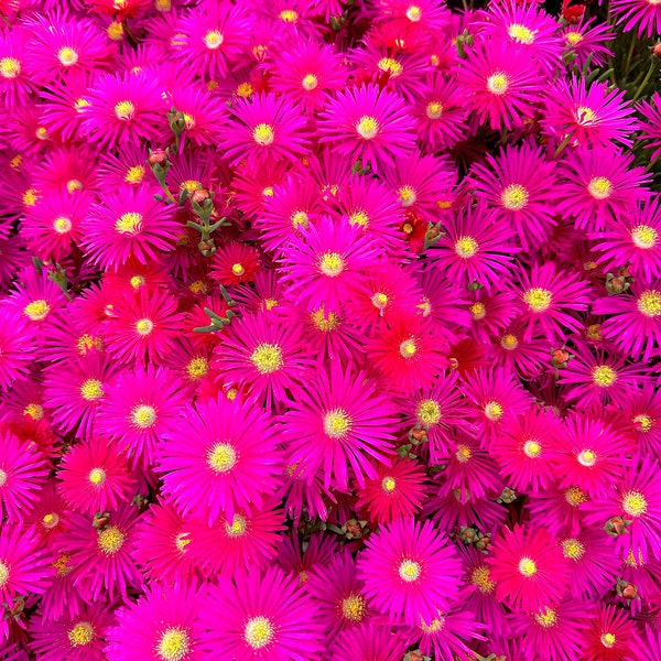 Rose Pink Trailing Iceplant Plugs