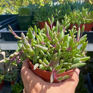 String of Rubies Plant - Fully Rooted - Othonna Capensis