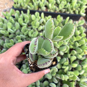 2" Bear Paw Succulent - Non Variegated - Fuzzy Succulent