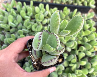 2” Bear Paw Succulent - Cotyledon tomentosa – Fuzzy Indoor Plant, Easy Care, Unique Gift for Plant Lovers, Adorable Succulent
