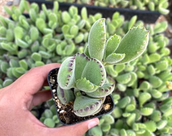 2" Bear Paw Succulent - Non Variegated - Fuzzy Succulent