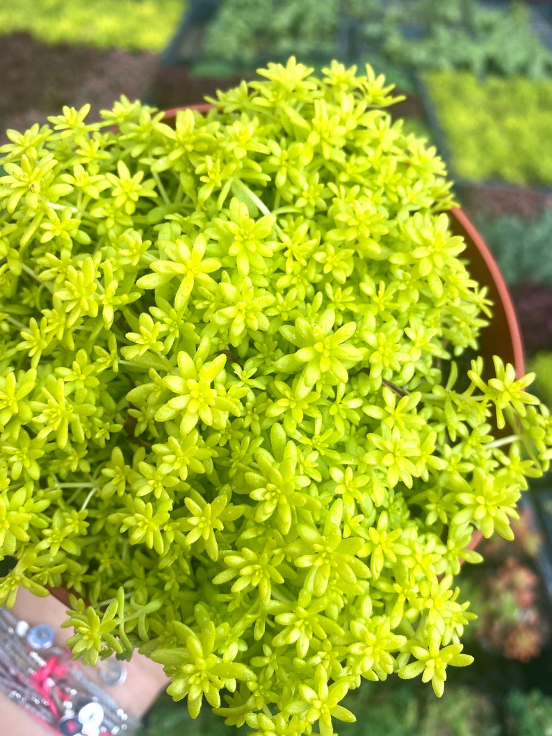 4 Sedum Acre Gold Moss Live Plant Stonecrop image 3