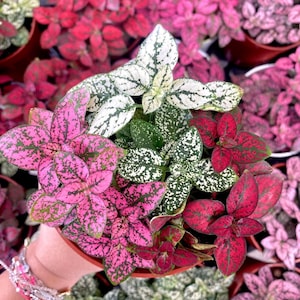May include: A close-up of a pot of pink, red, and white speckled houseplants. The leaves are green with white or pink speckles.