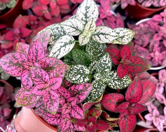 Tricolor Polka Dot Plant | Live Hypoestes Plant | Pink Red White Indoor Houseplant | Rooted 2” or 4” Pot