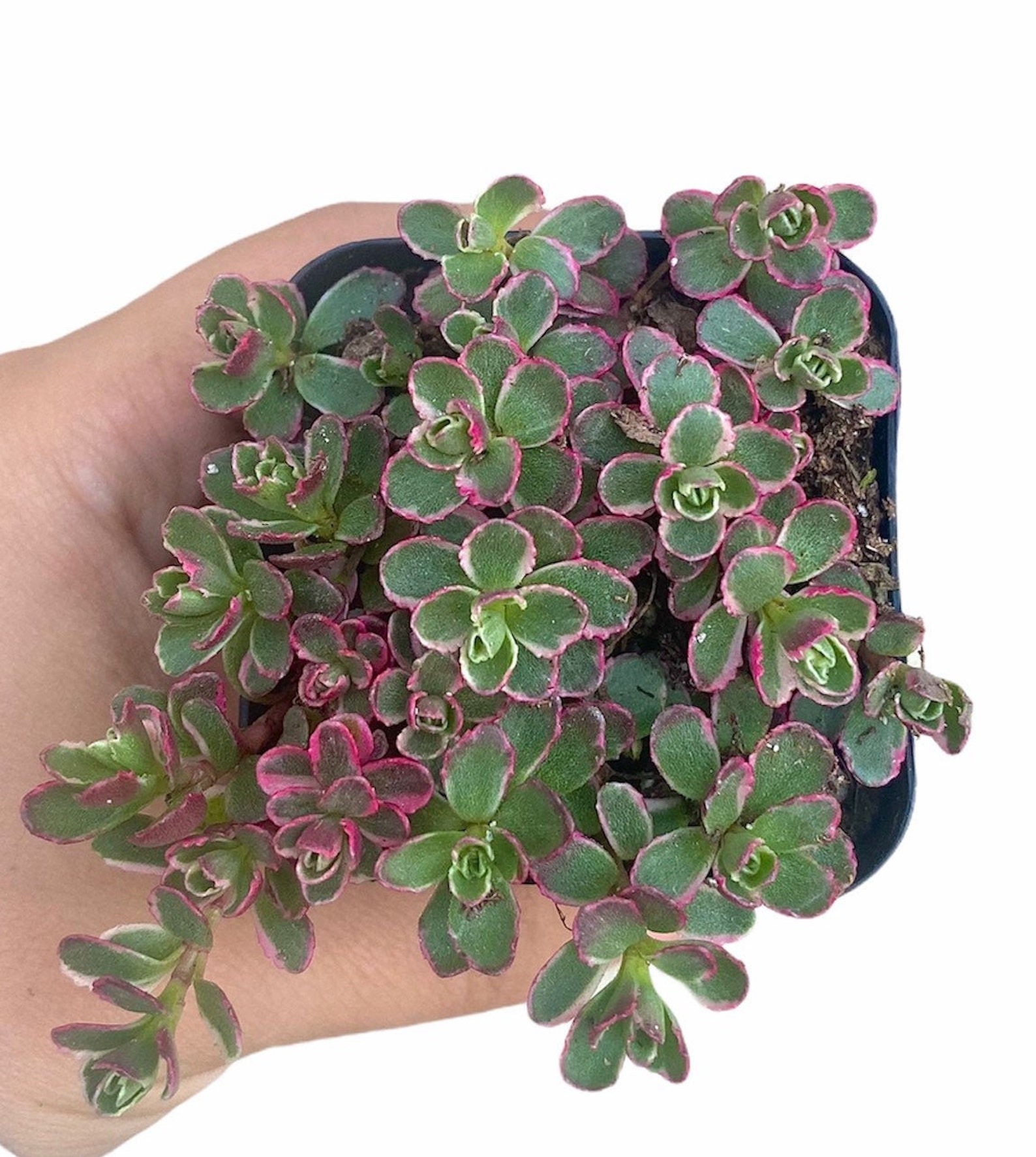 2 Sedum Spurium Tricolor Live Plant Stonecrop - Etsy
