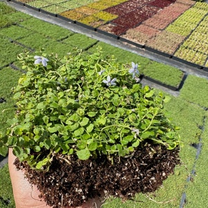 Isotoma Blue Star Creeper Live Plant Quad image 2