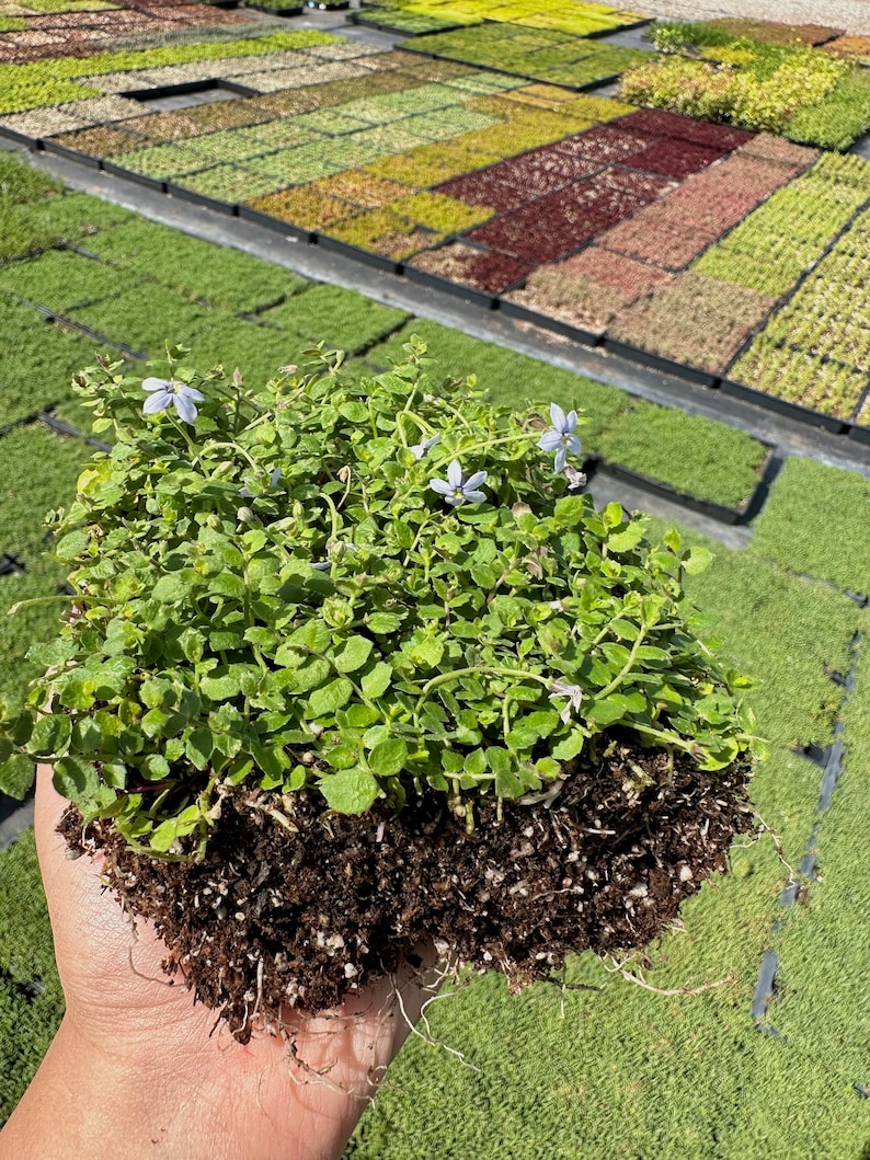 Isotoma Blue Star Creeper Live Plant Quad image 2