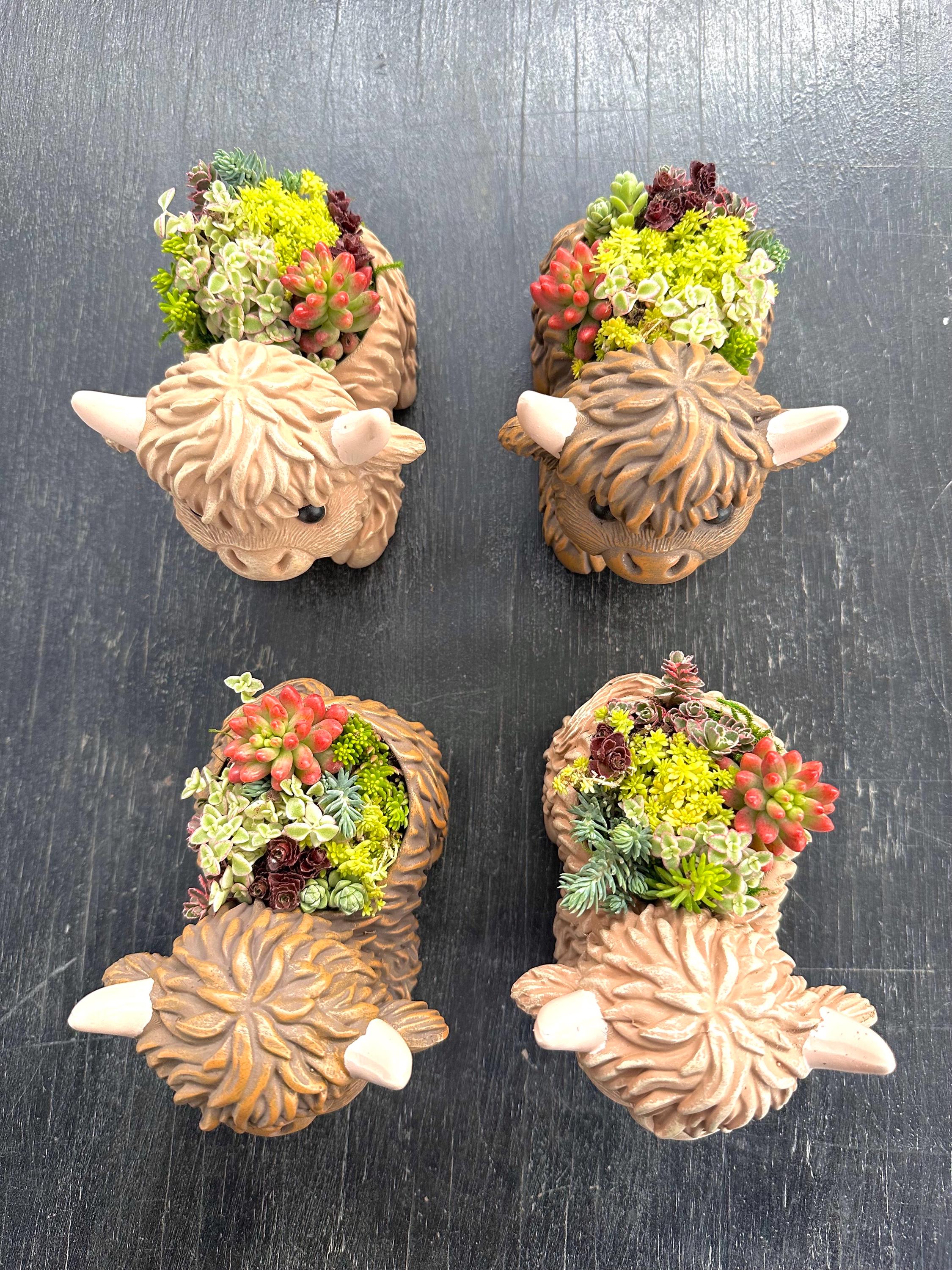 Mini Highland Cow Succulent Arrangement – Cute Succulent Planter, Farmhouse Decor, Unique Gift, Succulent Cow, Handcrafted Planter for Home