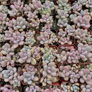 2&quot; Pink Moonstones - Graptopetalum Amethystinum - Live Succulent