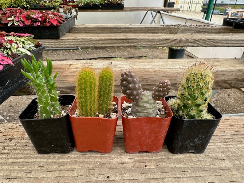Cactus Bundle Mini Cacti Bundle - Etsy