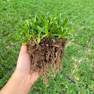 St Augustine Grass BAREROOT Drought and Shade Tolerant image 4