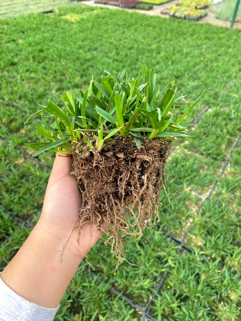 St Augustine Grass BAREROOT Drought and Shade Tolerant image 4