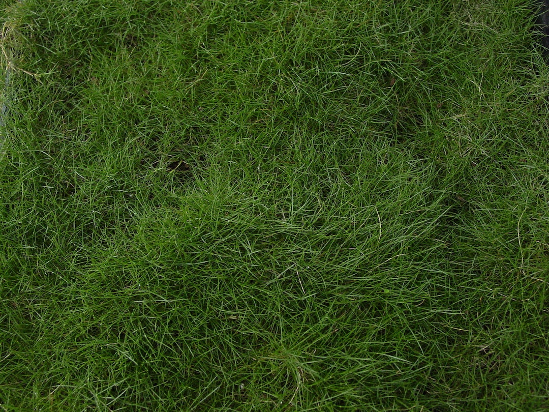 Korean Grass - Live Plant Quad - Etsy