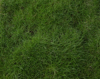 Korean Grass - Live Plant Quad