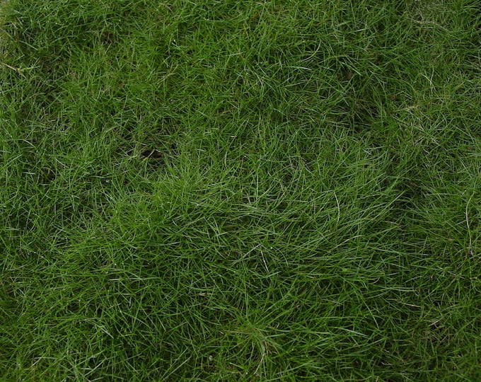 Rare Zoysia Tenuifolia Korean Grass Seeds 1/8 Lb Fresh, Coated Etsy