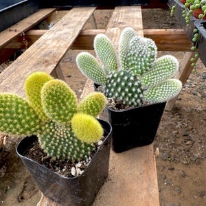 Two 2&quot; Bunny Ear Cactus - White and Yellow Angel Wing Cactus - Optunia Microdasys Albata - Cactus