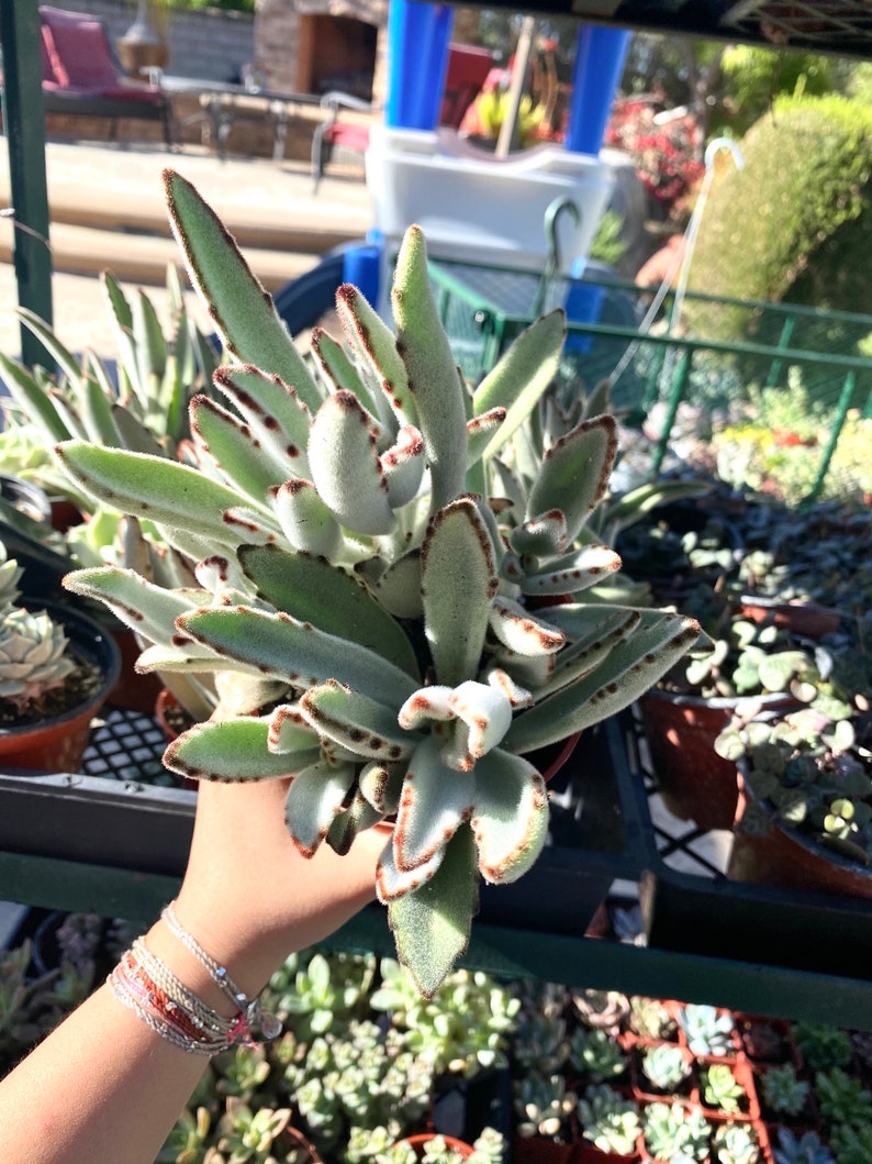 Kalanchoe Panda Plant - Kalanchoe Tomentosa - Kalanchoe Succulent