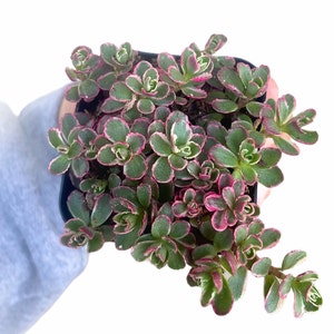 2" Sedum Spurium Tricolor - Live Plant - Stonecrop - Variegated Sedum