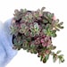 see more listings in the Sedum section