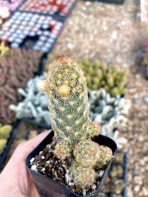 2" Mammillaria Elongata - Ladyfinger Cactus - Etsy sterreich