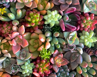 Succulent Cuttings