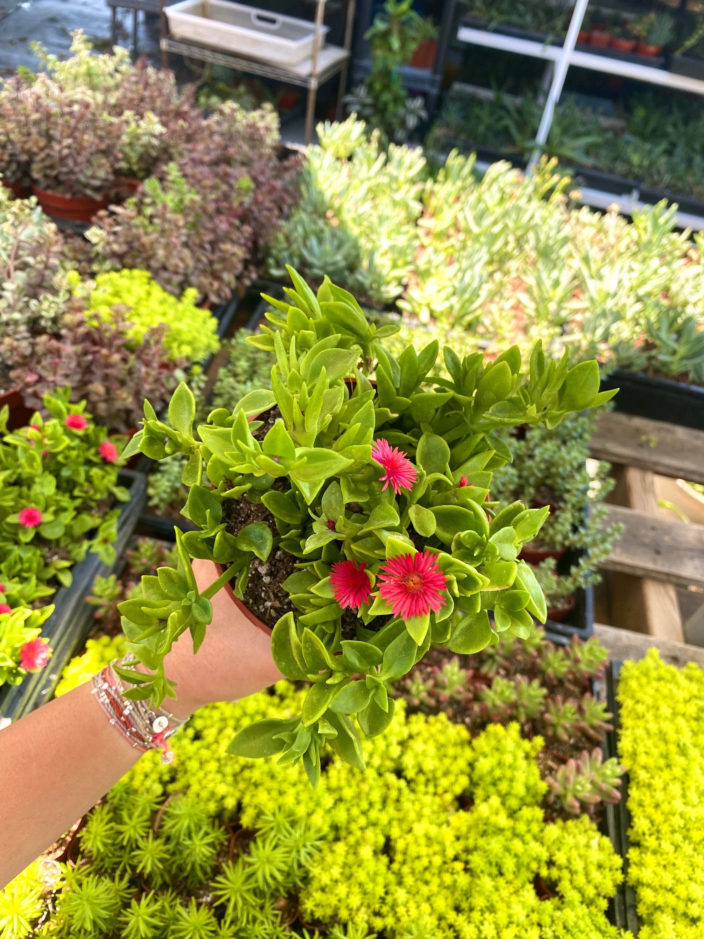 4" Aptenia Red Apple - Variegated Ice plant - Baby Sunrose - Drought Tolerant