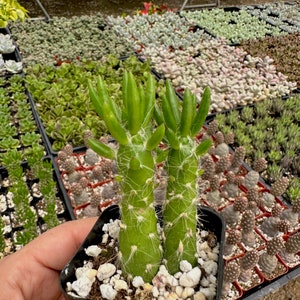 2” Eves Pin Cactus