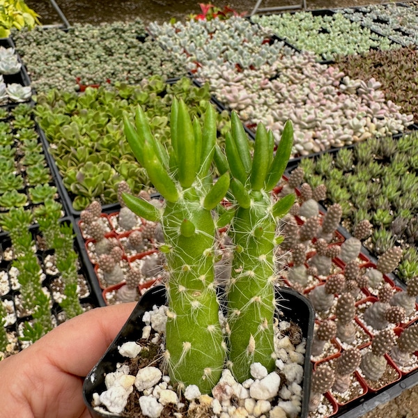 2” Eves Pin Cactus