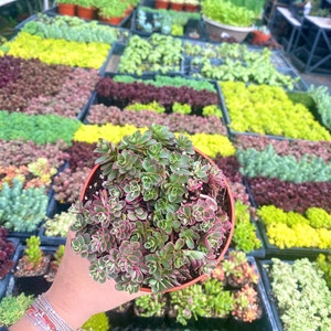 4&quot; Sedum Spurium Tricolor - Live Plant - Stonecrop - Variegated Sedum