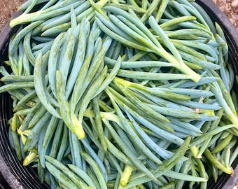 3 Large Blue Chalk Sticks Cuttings - Senecio Mandraliscae - Unrooted Cuttings - Drought Tolerant