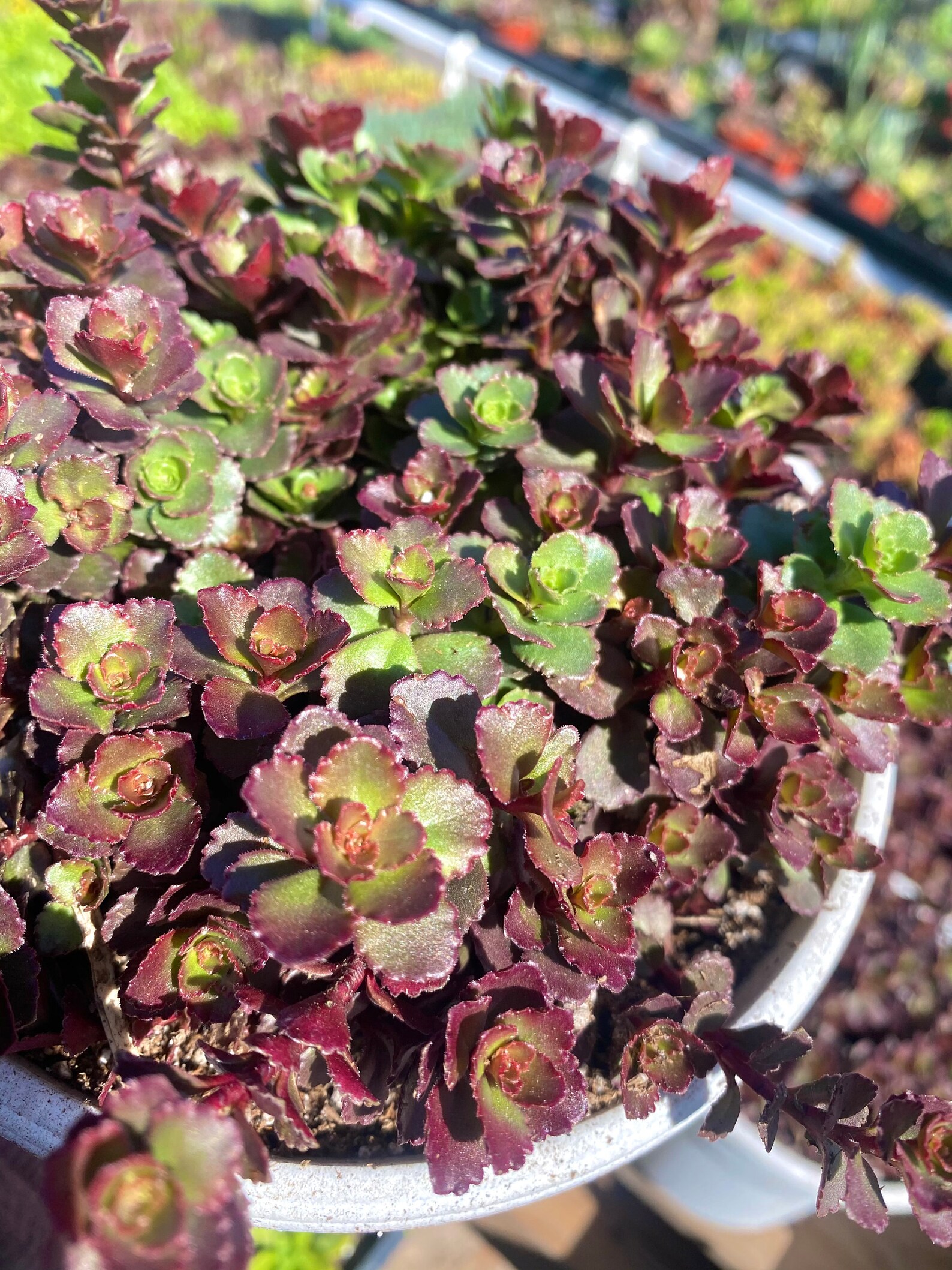 6 Sedum Spurium Red Carpet Stonecrop Sedum Spurium Etsy