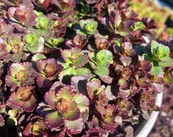 6" Sedum Spurium Red Carpet Live Plant –  Hardy Succulent Groundcover
