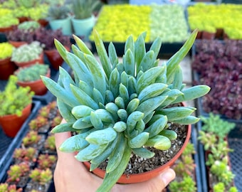4" Blue Chalksticks - Mandraliscae - Fully Rooted - Drought Tolerant Plant