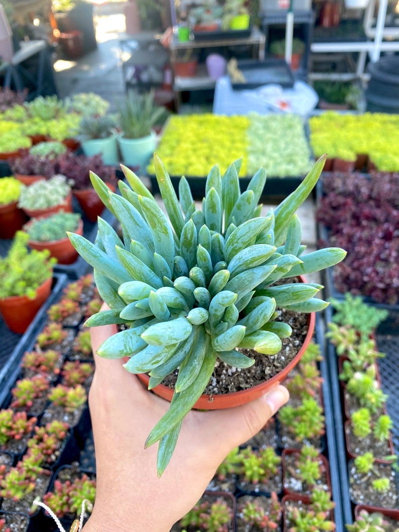 Shop 'Blue Chalk Sticks - Senecio mandraliscae' Care and Info