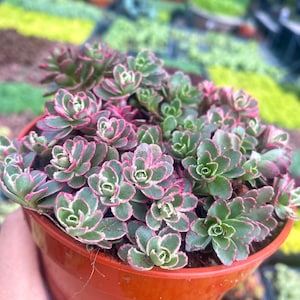 4 Sedum Spurium Tricolor Live Plant Stonecrop Variegated Sedum image 3