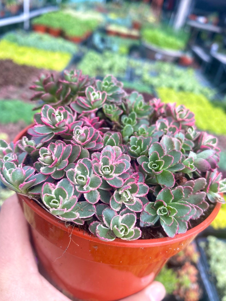 4 Sedum Spurium Tricolor Live Plant Stonecrop Variegated Sedum image 3