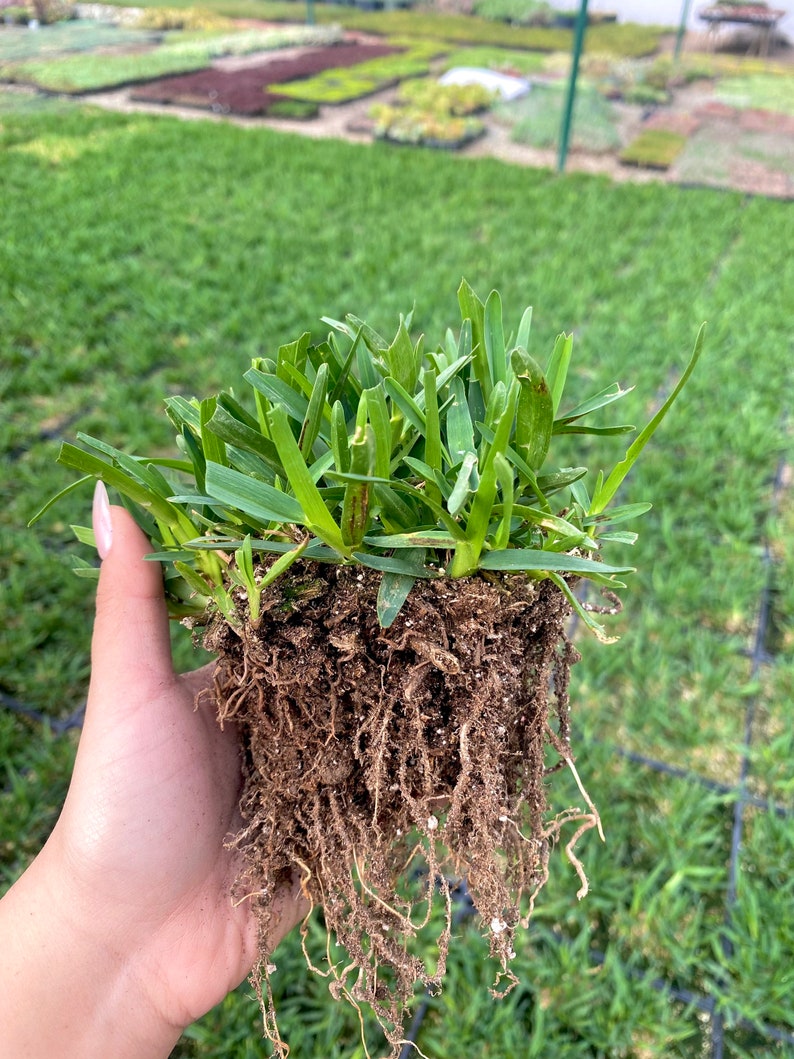 St Augustine Grass BAREROOT Drought and Shade Tolerant image 2