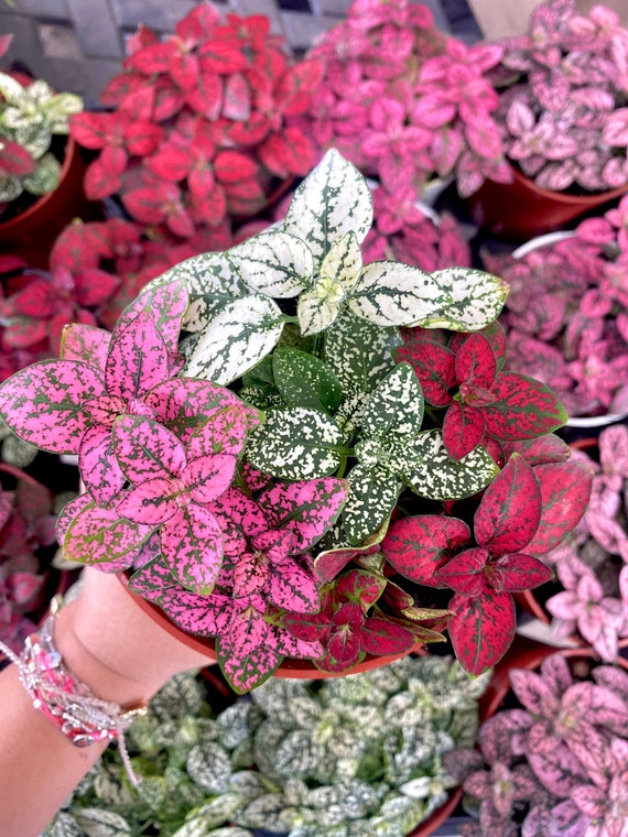 4" Polka Dot Plant Mix: Red, Pink, White - Live Houseplant - Etsy