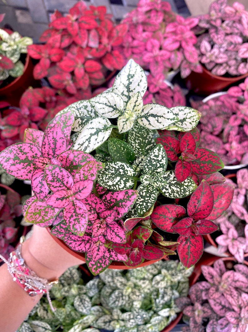 May include: A close-up of three potted plants with pink, white and red speckled leaves. The plants are in brown pots and are arranged in a cluster.
