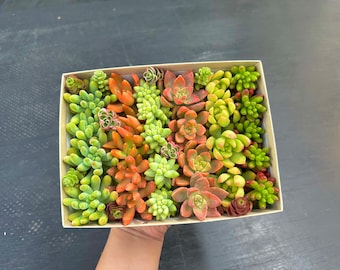 30+ Unrooted Succulent Gift Box