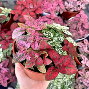 May include: A close-up of a potted plant with pink, white and red speckled leaves. The plant is in a brown pot and is being held by a hand.