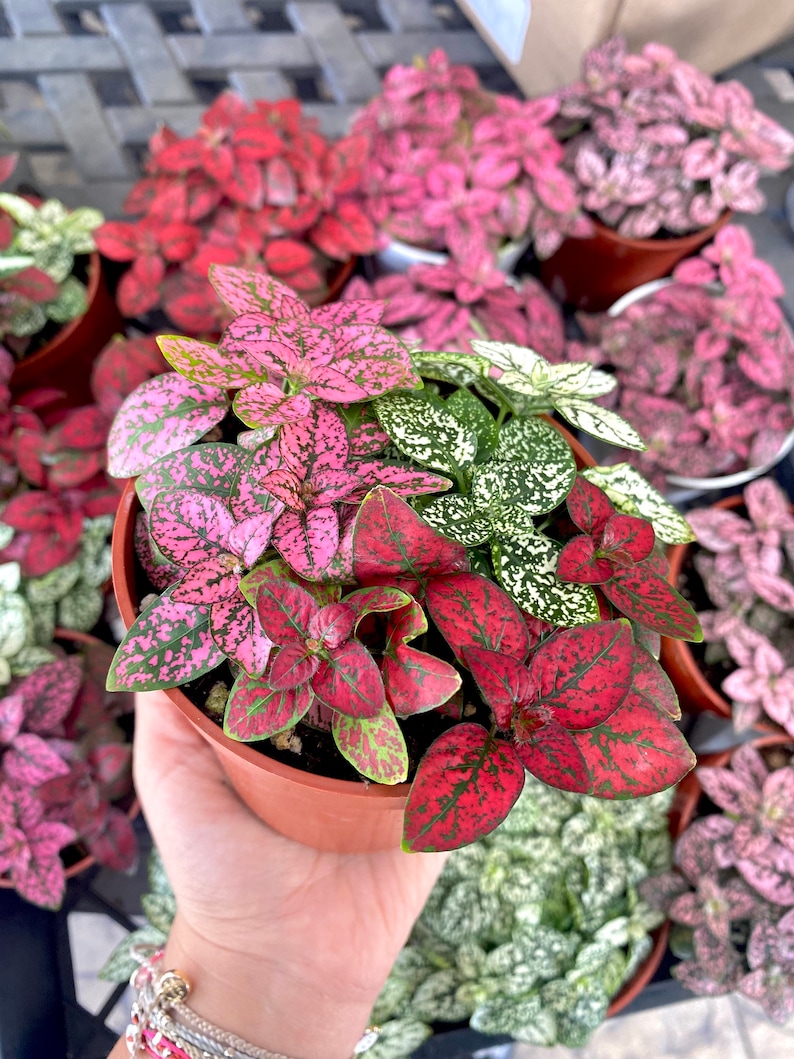 May include: A close-up of a potted plant with pink, white and red speckled leaves. The plant is in a brown pot and is being held by a hand.