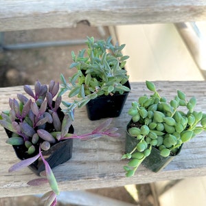 May include: Three small potted succulents sit on a weathered wooden surface. The plants display a variety of textures and colors, including purple, green, and silvery-green foliage. The pots are black and square, contrasting with the natural tones of the plants.