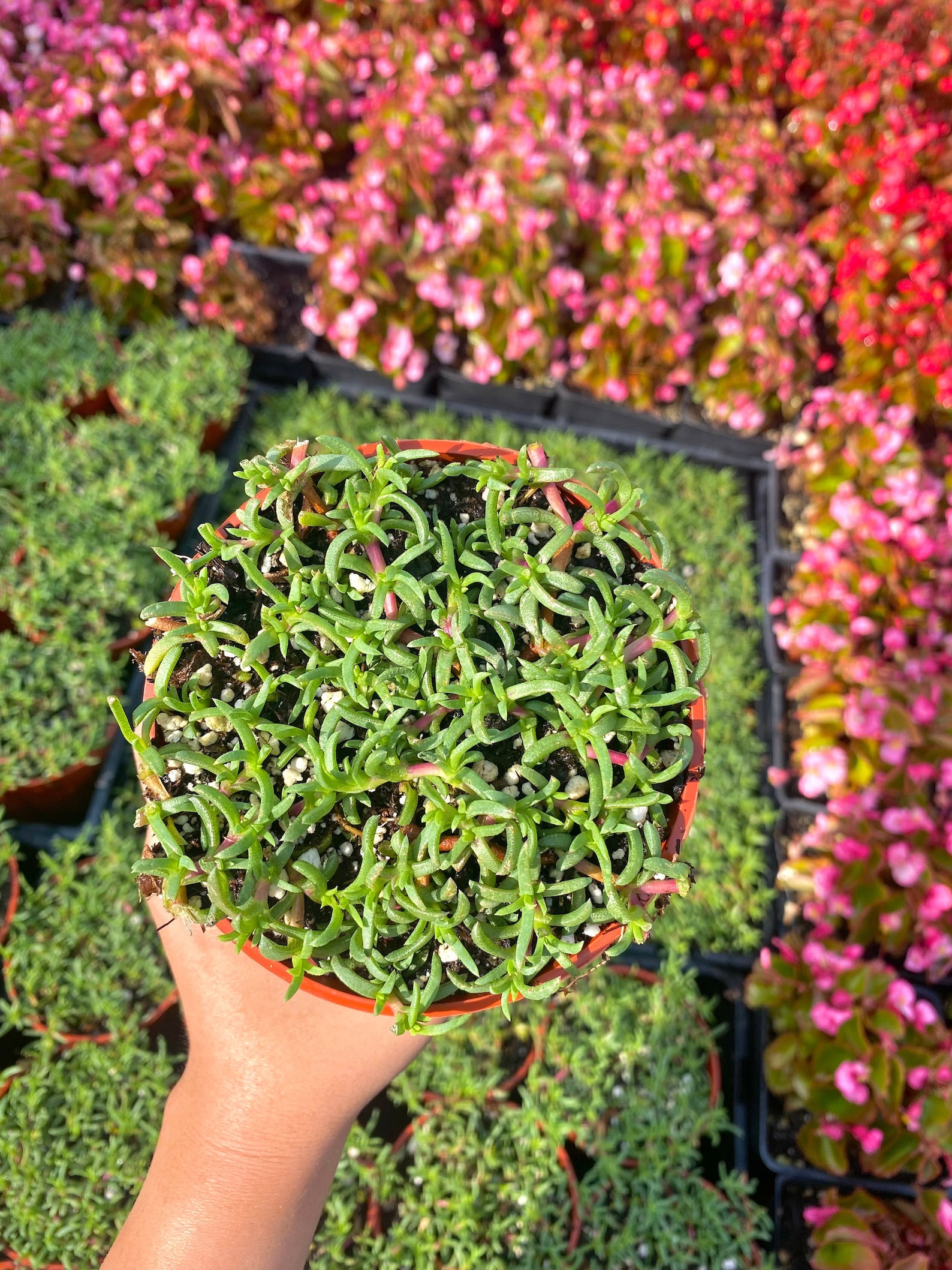 4 Ruschia Lineolata nana dwarf Carpet of Stars Etsy