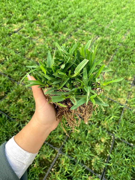 Saint Augustine Grass saint-augustine-grass